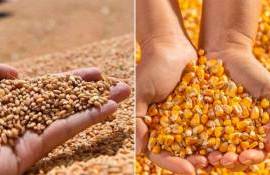 Зерновой экспорт Молдовы в мае 2026 года: обзор - agroexpert.md
