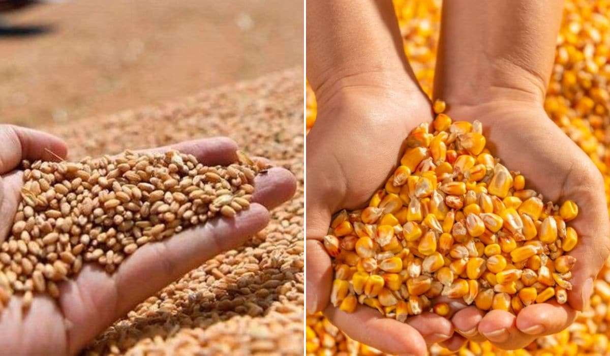 Зерновой экспорт Молдовы в мае 2026 года: обзор - agroexpert.md