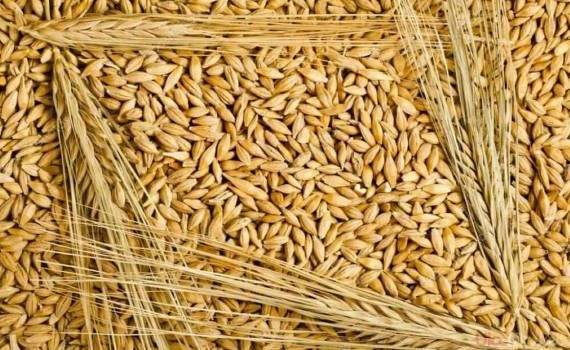 Украинский ячмень на рынке пока дороже предложений из Молдовы и России - agroexpert.md