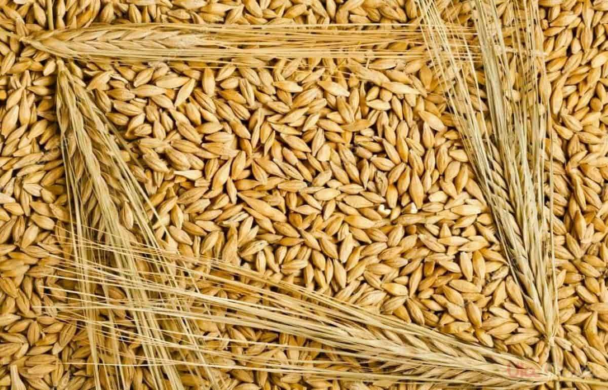 Украинский ячмень на рынке пока дороже предложений из Молдовы и России - agroexpert.md