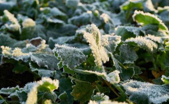 Cod galben de înghețuri - agroexpert.md