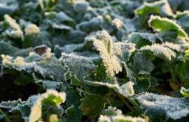 Cod galben de înghețuri - agroexpert.md