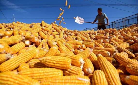 Азия обеспечила 73% прироста мирового импорта кукурузы - agroexpert.md