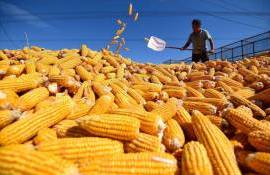 Азия обеспечила 73% прироста мирового импорта кукурузы - agroexpert.md