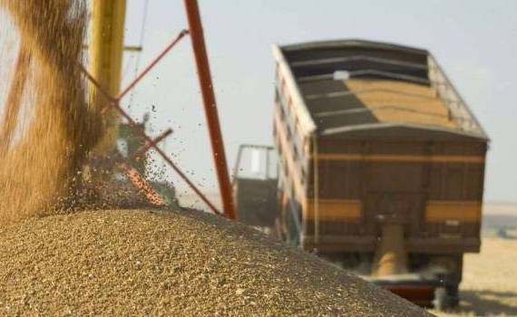 Grâul pleacă în cantități record - agroexpert.md