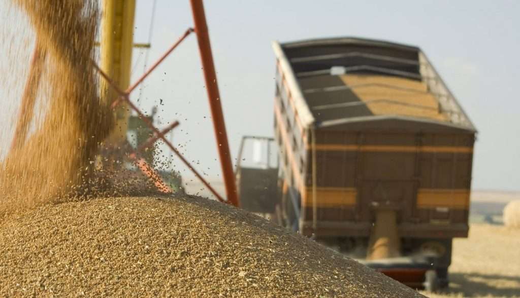 Grâul pleacă în cantități record - agroexpert.md