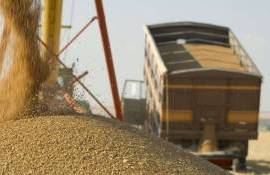 Grâul pleacă în cantități record - agroexpert.md