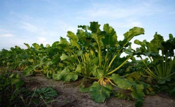 Жара угрожает урожаю сахарной свеклы в ЕС - agroexpert.md