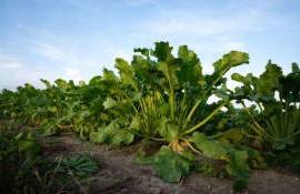 Жара угрожает урожаю сахарной свеклы в ЕС - agroexpert.md