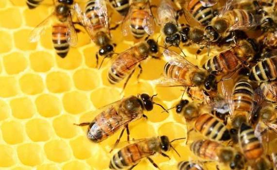 Activități intense în stupină - agroexpert.md