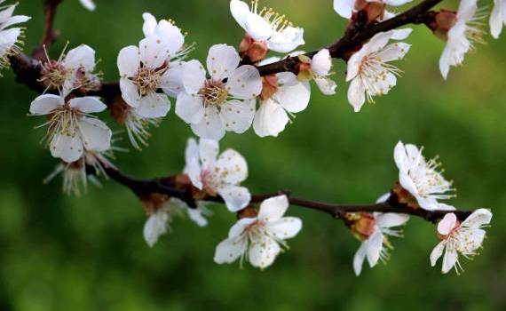 Florile de cais afectate de înghețurile nocturne - AGROEXPERT.MD