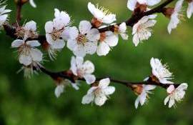 Florile de cais afectate de înghețurile nocturne - AGROEXPERT.MD