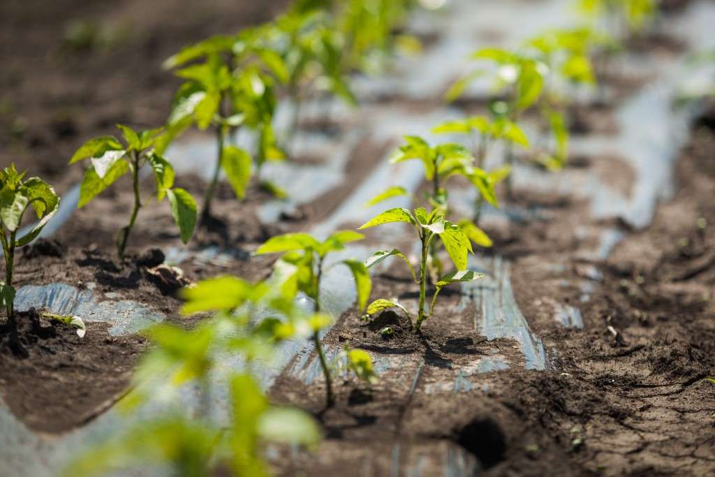 Catalogul soiurilor de plante 2026, publicat oficial de ANSA - agroexpert.md