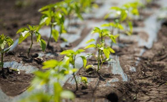 Catalogul soiurilor de plante 2026, publicat oficial de ANSA - agroexpert.md