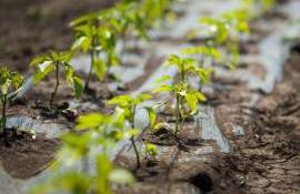 Catalogul soiurilor de plante 2026, publicat oficial de ANSA - agroexpert.md