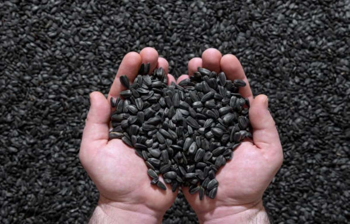 Экспорт масличных культур из Молдовы в мае 2026 года - agroexpert.md