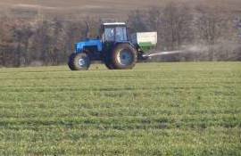 Вторая подкормка озимых азотом: стоит ли её вносить или подождать дождя? - agroexpert.md
