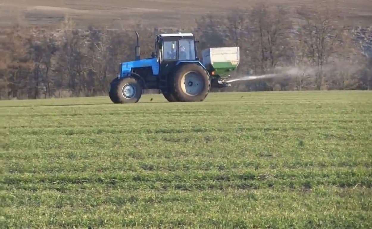 Вторая подкормка озимых азотом: стоит ли её вносить или подождать дождя? - agroexpert.md