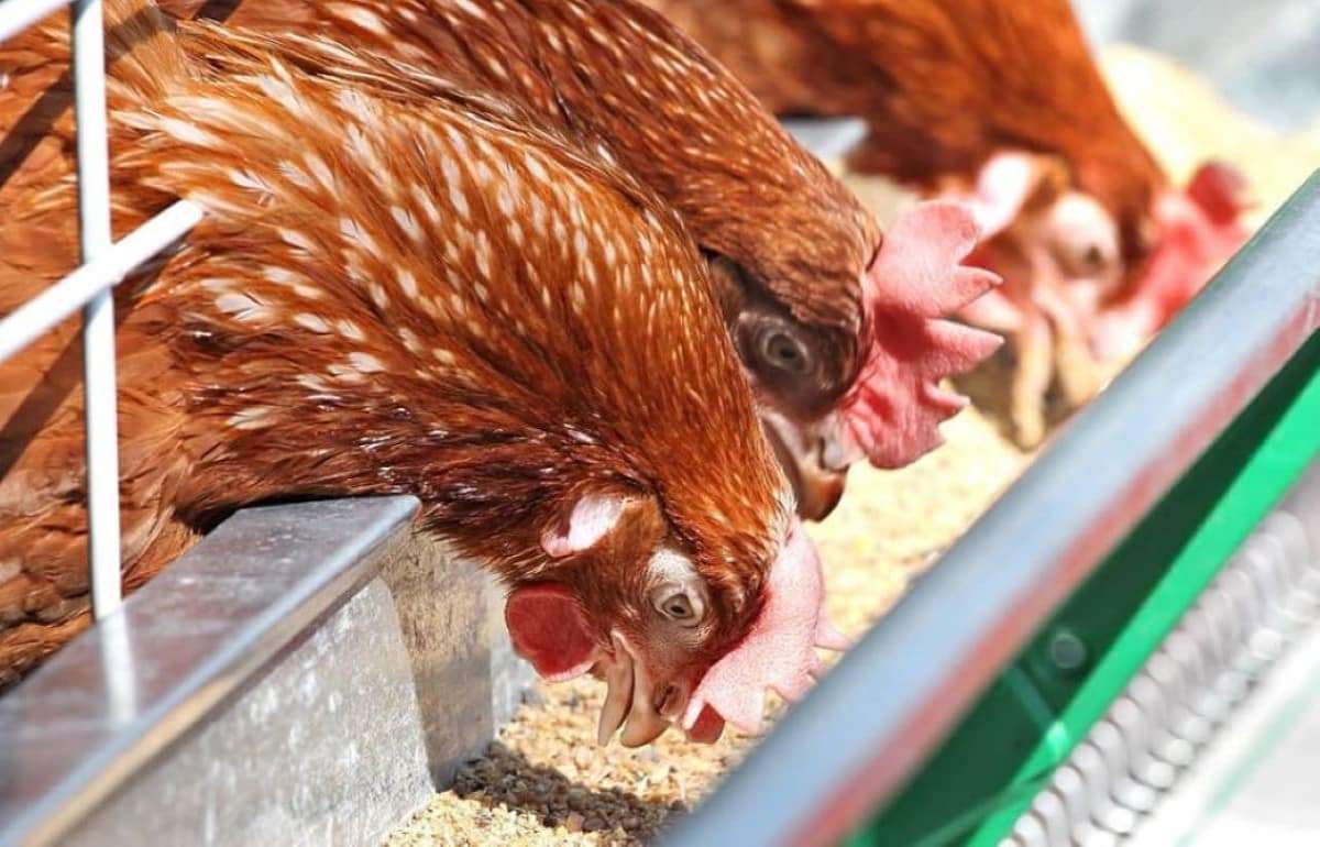 Дефицит комбикормов в ОАЭ, вынуждает птицефабрики прекращать свою работу - agroexpert.md