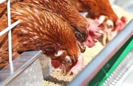 Дефицит комбикормов в ОАЭ, вынуждает птицефабрики прекращать свою работу - agroexpert.md