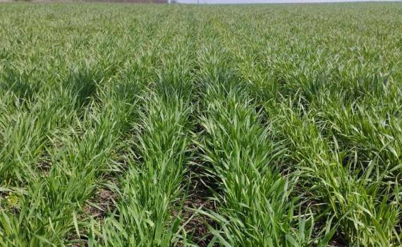 Tratamente la grâu - AGROEXPERT.MD