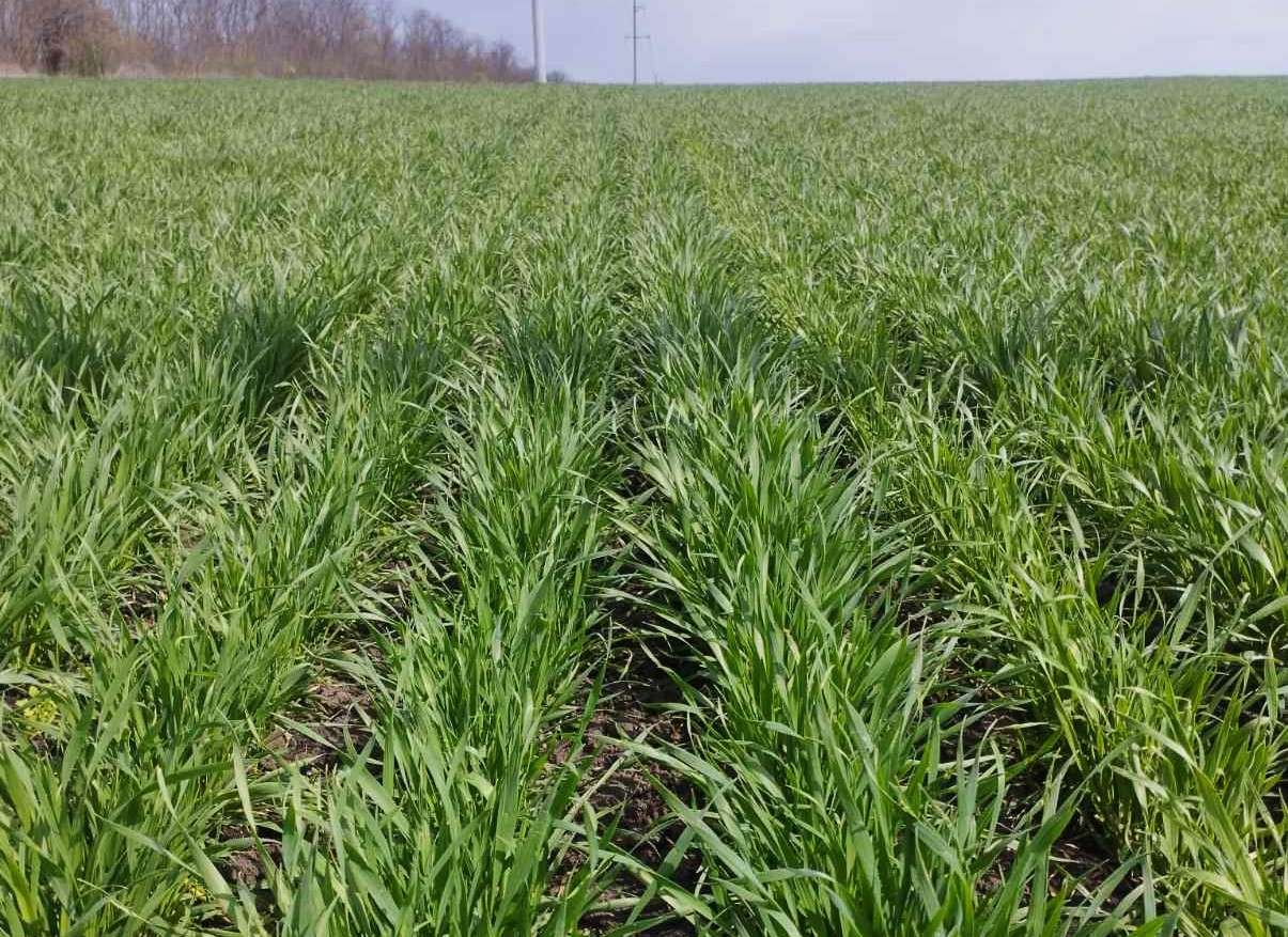 Tratamente la grâu - AGROEXPERT.MD