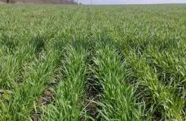 Tratamente la grâu - AGROEXPERT.MD