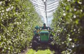 Majorarea taxelor ar putea reduce prezența fructelor pe rafturi - aroexpert.md