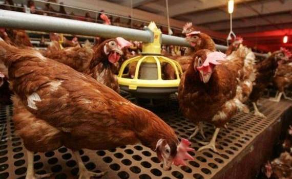В Польше из-за птичьего гриппа погибло уже 14 миллионов кур - agroexpert.md