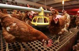 В Польше из-за птичьего гриппа погибло уже 14 миллионов кур - agroexpert.md