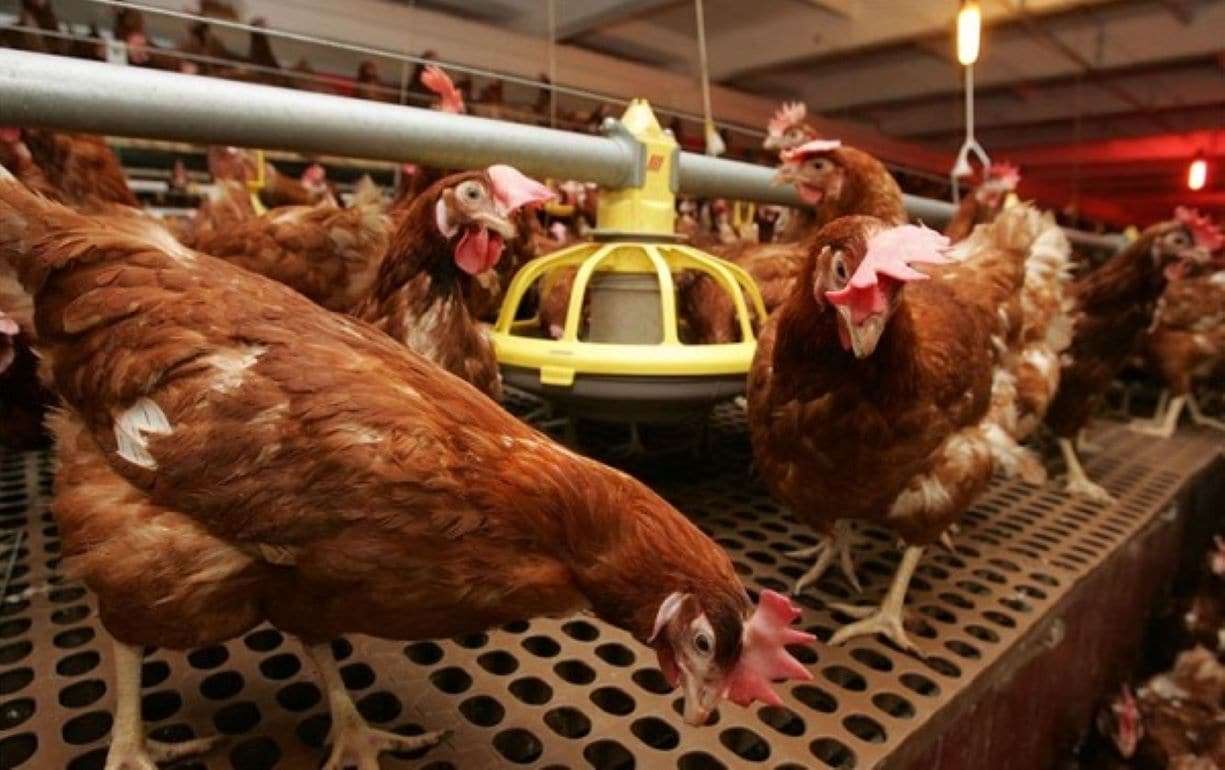 В Польше из-за птичьего гриппа погибло уже 14 миллионов кур - agroexpert.md