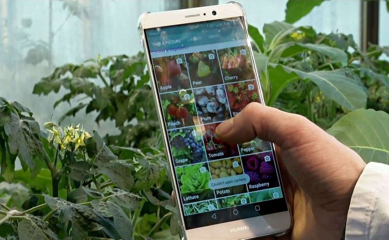 ИИ-сервис для распознавания сорняков и вредителей по фотографии - agroexpert.md