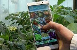 ИИ-сервис для распознавания сорняков и вредителей по фотографии - agroexpert.md