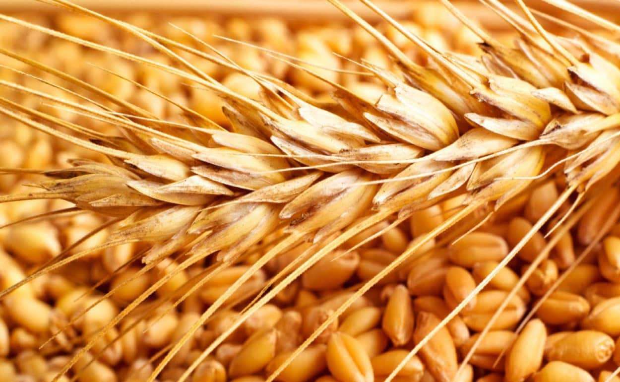 Рынок пшеницы Румынии в ожидании событий на Ближнем Востоке - agroexpert.md