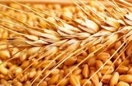Рынок пшеницы Румынии в ожидании событий на Ближнем Востоке - agroexpert.md