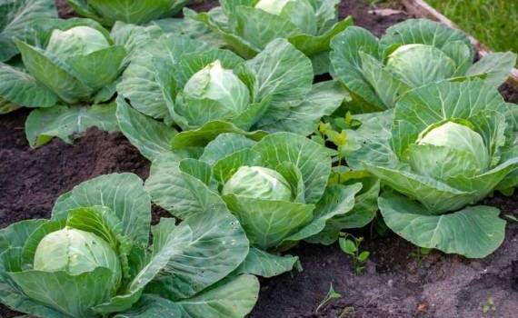 Молодая капуста: региональный рынок готовится к сезонному снижению цен - agroexpert.md