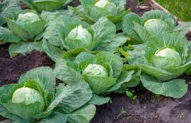 Молодая капуста: региональный рынок готовится к сезонному снижению цен - agroexpert.md