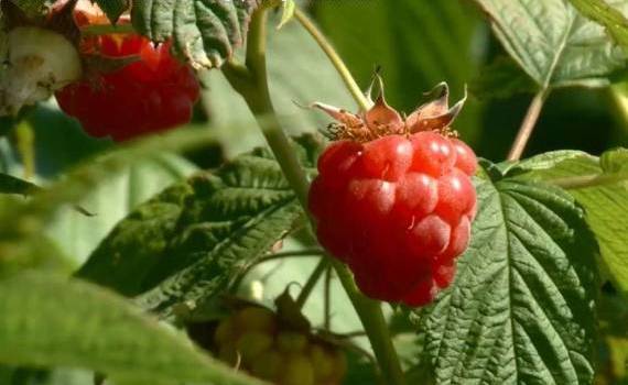 Малиновое хозяйство из Ниморень: ягодный бизнес с точными расчетами - agroexpert.md