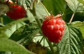 Малиновое хозяйство из Ниморень: ягодный бизнес с точными расчетами - agroexpert.md