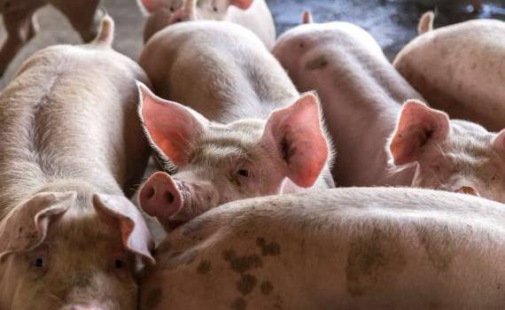 Crescătorii de porci își așteaptă despăgubirile: „Vom ajunge la CEDO” - agroexpert.md