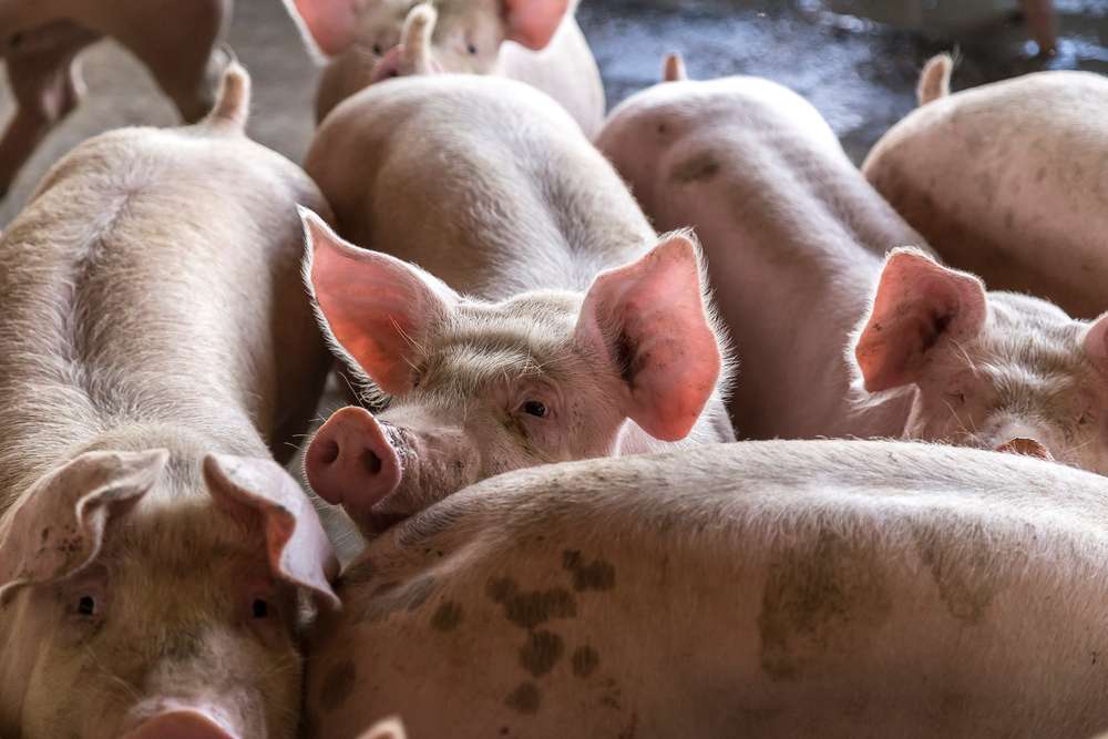 Crescătorii de porci își așteaptă despăgubirile: „Vom ajunge la CEDO” - agroexpert.md