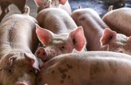 Crescătorii de porci își așteaptă despăgubirile: „Vom ajunge la CEDO” - agroexpert.md