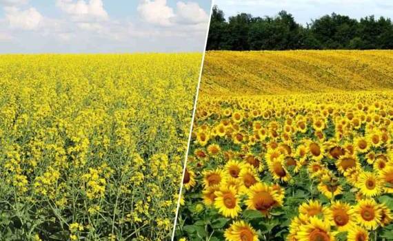 Жара в Европе вынуждает менять прогнозы по масличным культурам - agroexpert.md