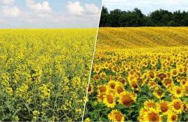Жара в Европе вынуждает менять прогнозы по масличным культурам - agroexpert.md