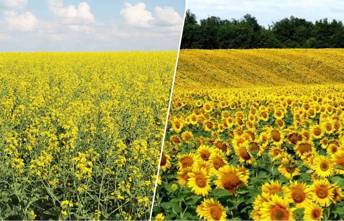 Жара в Европе вынуждает менять прогнозы по масличным культурам - agroexpert.md
