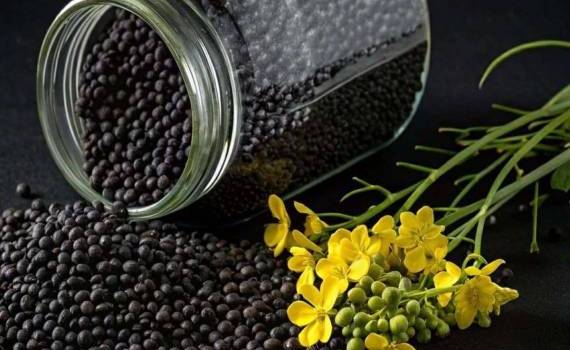 Экспорт рапса из Украины на финише сезона: цены достигли пика - agroexpert.md