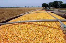 Турция снизила пошлину для закупки 3 млн тонн кукурузы - agroexpert.md