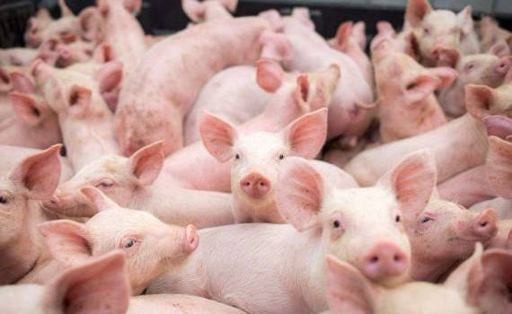 Sectorul porcinelor va dispărea dacă nu vor fi achitate despăgubirile - agroexpert.md