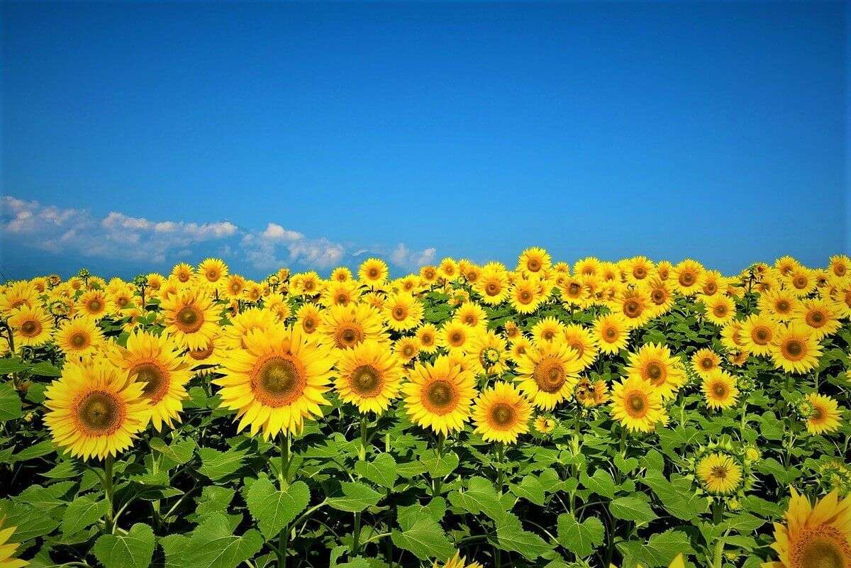 Luna iulie se anunță tot mai caldă. Ce temperaturi se vor înregistra - agroexpert.md