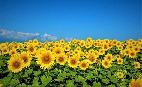 Luna iulie se anunță tot mai caldă. Ce temperaturi se vor înregistra - agroexpert.md